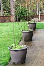 One Hundred Dollars A Month Lawn And Garden Growing Peas Veggie Garden