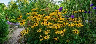 Langbluhende Stauden Rudbeckia Franks Kleiner Garten Stauden Pflanzen Stauden Pflanzen