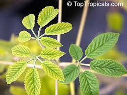 Image result for Handroanthus chrysotrichus