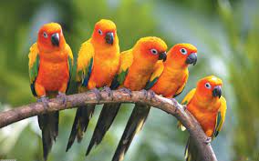 Beautiful Wallpaper Live Birds Images