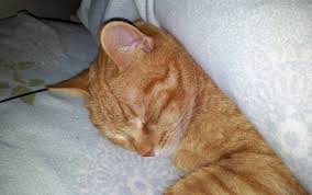 Per una migliore navigazione del sito, scarica la versione più recente. Anestesia Gatto Effetti Collaterali E Risveglio Miciogatto It