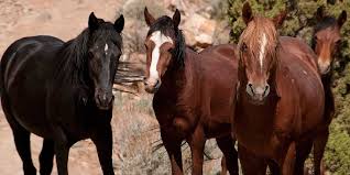 There are still wild horses. Mustangs All About North America S Wild Horses Insider Horse Latest Greatest Horse New Publication