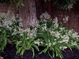 Plant Under Trees New Zealand Rock Lily Arthripodium Cirratum Rengarenga Te Puna Approx 50cm H New Foliage A Plants Shade Tolerant Plants Plants Under Trees