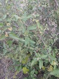 Image result for Acalypha fruticosa