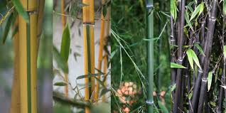 Bambus ist eine gern gesehene pflanze im heimischen garten. Bambus Tipps Zum Pflanzen Und Pflegen Mein Schoner Garten