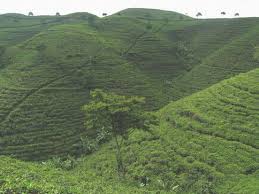 Daftar hotel di dekat kebun teh kemuning. Kabupaten Karanganyar Kebun Teh Kemuning