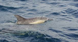 Check spelling or type a new query. South Padre Island Dolphin Tours Padre Island Rentals
