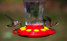 Trumpet vine is not nice. When To Put Up Hummingbird Feeders By State Birdwatching Tips