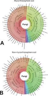 Image result for Brachycorythis congoensis