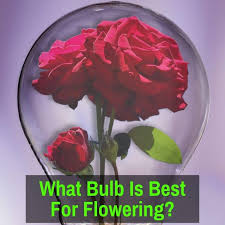 Metal halide grow lights are better for vegetative growth, whereas high pressure sodium lights are better to promote flowering. What Bulb Is Best For Flowering Grow Light Info