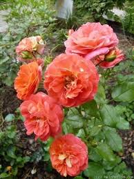 Gebruder Grimm Rose Photo Rose Rose Photos Pretty Flowers