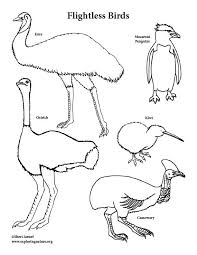 Flightless Birds Coloring Page Bird Coloring Pages Coloring Pages Color