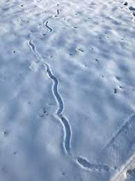 Check spelling or type a new query. Are These Snake Tracks I Live In Maine If That Helps Animaltracking