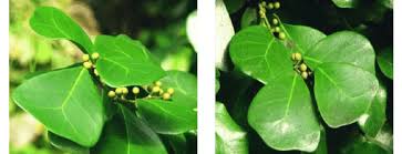 Image result for Vernonia natalensis