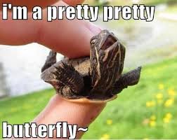 Funniestmemes Com Funniest Memes I M A Pretty Pretty Butterfly Happy Turtle Happy Animals Cute Animals
