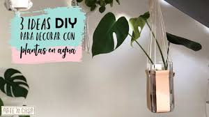 Para otras, quizás sea necesario añadir unas bolas de arcilla o grava en el cualquiera de las numerosas variedades de esta planta es muy fácil de arraigar en agua. Decorar Con Plantas En Agua Ideas Diy Youtube