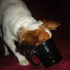 Find teacup shih tzu puppies and dogs from a breeder near you. The Truth About Teacup Puppies Pethelpful