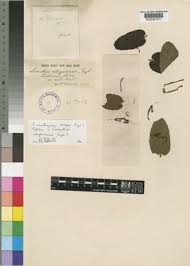 Image result for Erianthemum virescens