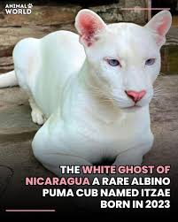 Is a leucistic deer rare?