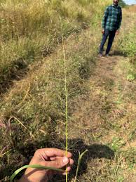 Image result for Eragrostis aspera