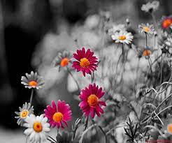 40 Beautiful Flower Wallpapers Free To Download Godfather Style Beautiful Flowers Wallpapers Color Splash Photography Best Flower Wallpaper