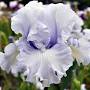 Profile Picture of TbCoolCharlotte < TbAthruE < Iris Wiki (@irises.org) on Google