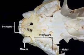Dental Anatomy Of Cats