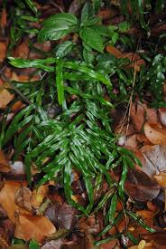 Image result for Lindsaea ensifolia
