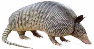 Armadillo National Wildlife Removal Armadillo Armadillo Art Animals Wild