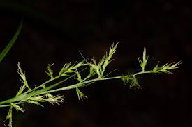 Image result for Carex chlorosaccus