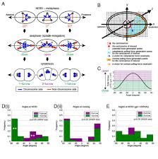Check spelling or type a new query. Choice Between 1 And 2 Furrow Cytokinesis In Caenorhabditis Elegans Embryos With Tripolar Spindles Biorxiv