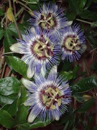 Les arrosages devront être réguliers durant toute la période de croissance. Passiflore Bleue Fleur De La Passion Passiflora Caerulea Le Jardin Du Pic Vert
