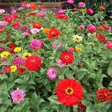 Zinnia Elegans Seed Mix American Meadows Zinnia Flowers Zinnias Wildflower Seeds