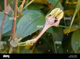 Image result for Ceropegia crassifolia