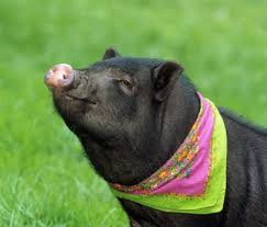 We did not find results for: Why I Cringe When People Buy Pet Mini Pigs
