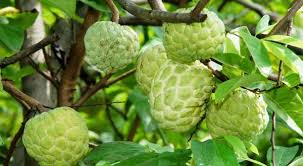 custard apple à®à¯à®à®¾à®© à®ªà® à®®à¯à®à®¿à®µà¯