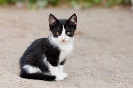 As others have said, the simplest thing is to take the kitten to the vet for his/her shots and take a fresh fecal sample with you (sometimes they can get a sample at the vet's. Home Remedies For Cats With Worms Howstuffworks