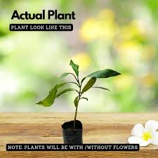 Raja Puli (Garcinia Indica) Kokum Fruit Live Plant (Home & Garden)