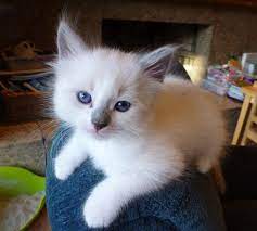 There are even kitten socialization classes; Kitten Wikipedia