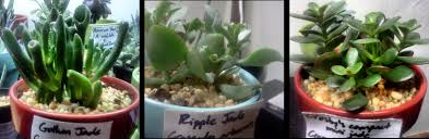 Succulent Plants Under Artificial Light The Good The Bad And The Ugly Remedial Girl Lessons