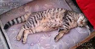 avis n 91 780 perdu chat a 1853 yvorne