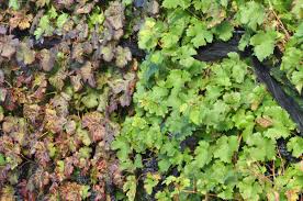 Image result for Grapevine leafroll virus