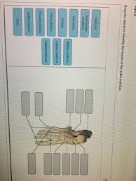 Because of the unique properties of their bones, there are some defined fracture subtypes that present only in children. Drag The Labels To Identify The Structures Of A Long Bone Anatomy And Physiology Archive September 18 2017 Label The Major Features Of The Respiratory System And Solved Minhavidaquasecorderosa