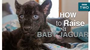 How To Raise A Baby Jaguar Big Cats About The House Bbc Two Youtube