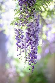 Pin On Beautiful Flowers