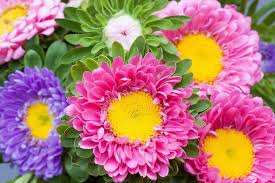 We did not find results for: Aster The Flower Of September Promises Wisdom And Beauty