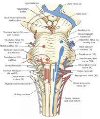 The brainstem regulates vital cardiac and respiratory functions pons : 81 Ø¹ØµØ¨ Ideas Brain Anatomy Neurology Anatomy And Physiology