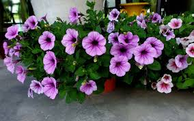 When you're considering replacing part of your lawn with a ground cover, few things are more cheery in spring than creeping phlox. Best Plants To Grow In Spring Zameen Blog