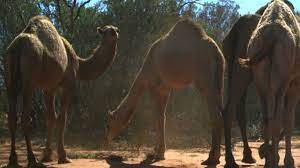 An unnamed woman from mitchell, queensland, australia has died after her pet camel knocked her down to the ground, stomped on her, and then laid on top of her, in what police suspect was an attempt by the camel to mate with her. Camel Cull Australia Thousands Of Camels Killed In Mass Cull In South Australia