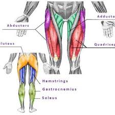 The muscles of the leg are divided into three compartments: The Major Muscle Groups Of Legs By Adductors Abductors Quadriceps Download Scientific Diagram